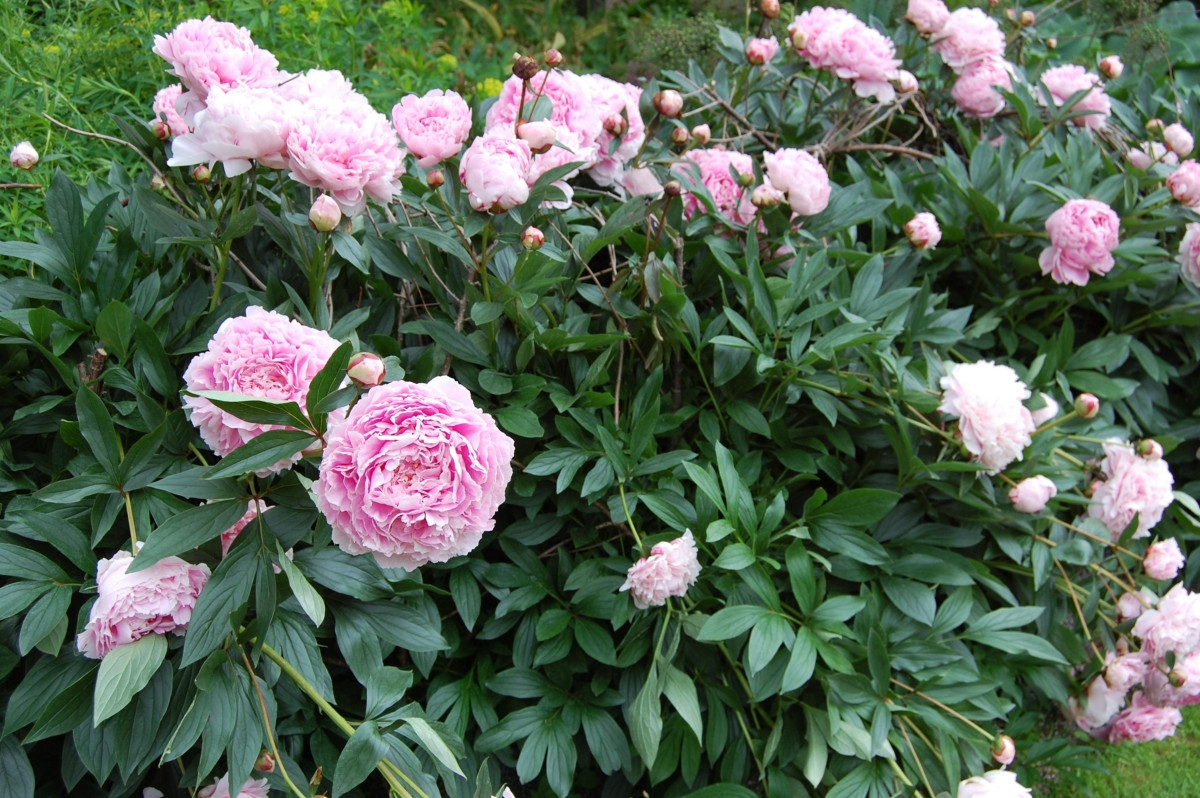 Пион молочноцветковый «Сара Бернар» (Paeonia lactiflora 'Sarah Bernhardt')