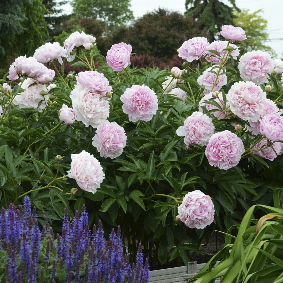 Пион молочноцветковый «Сара Бернар» (Paeonia lactiflora 'Sarah Bernhardt')