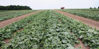 Семена будущих достижений - Агрофирма «Поиск» Семена будущих достижений