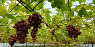 Как вырастить вкусный и здоровый виноград