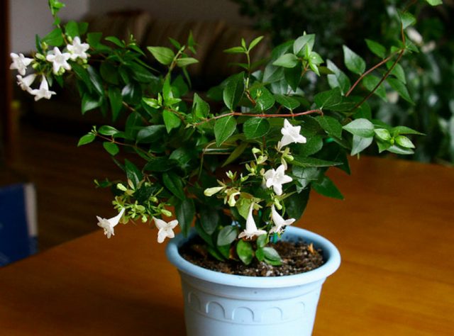 Абелия крупноцветковая (Abelia x grandiflora) Абелия крупноцветковая (Abelia x grandiflora)