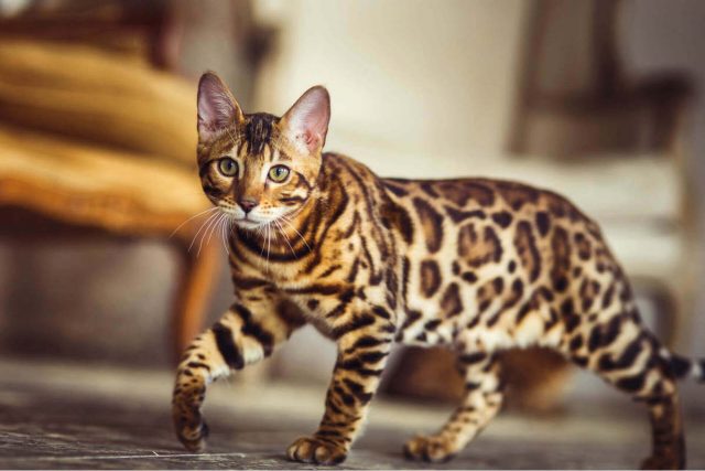Бенгальская кошка Бенгальская кошка