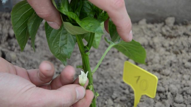 Обрыв первого цветка Обрыв первого цветка