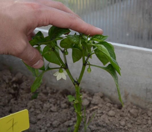 formirovanie-pertsa-kak-pasyinkovanie-i-srez-listev-vliyaet-na-urozhay-7