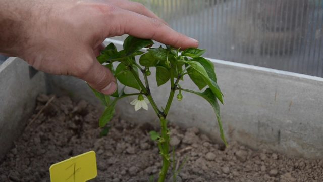 Формирование перца: как пасынкование и срез листьев влияет на урожай?