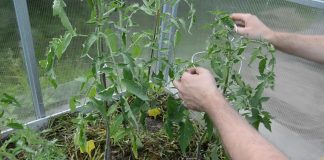 Сделайте свободный узел под первым листом томатного куста. Шпагатом обкрутите каждое междоузлие, каждый лист до макушки