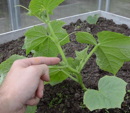 Почему срезают первые завязи?