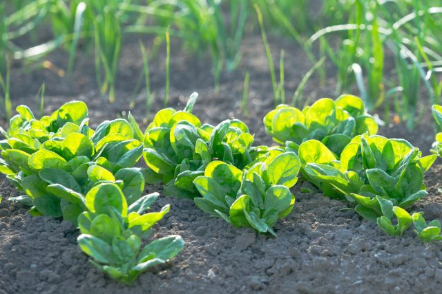 Огородный шпинат (Spinacia oleracea) Огородный шпинат (Spinacia oleracea)