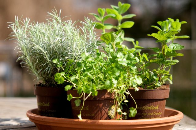 Какие целебные растения можно выращивать дома?