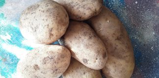 Картошка под сеном: как вырастить без перекопки, мой опыт