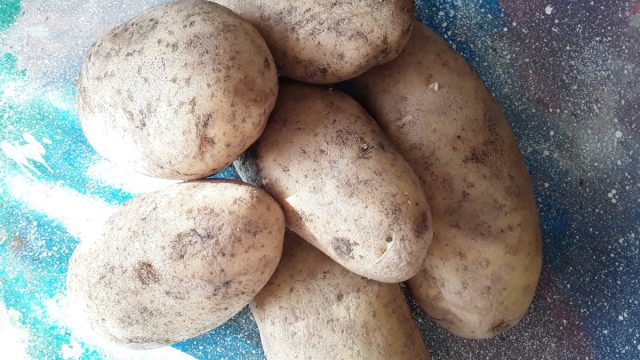 Картошка под сеном: как вырастить без перекопки, мой опыт Картошка под сеном: как вырастить без перекопки, мой опыт