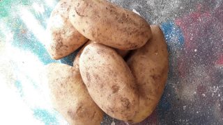 Картошка под сеном: как вырастить без перекопки, мой опыт