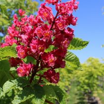 Конский каштан «Онейл Ред» (Aesculus carnea 'O'Neill Red') Конский каштан «Онейл Ред» (Aesculus carnea 'O'Neill Red')