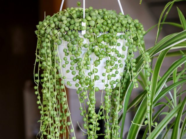 Крестовник Роули — как выращивать «живые бусы»? Крестовник Роули — как выращивать «живые бусы»?