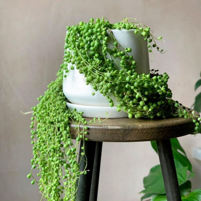 Крестовник, или Сенецио Роули (Senecio rowleyanus) Крестовник, или Сенецио Роули (Senecio rowleyanus)