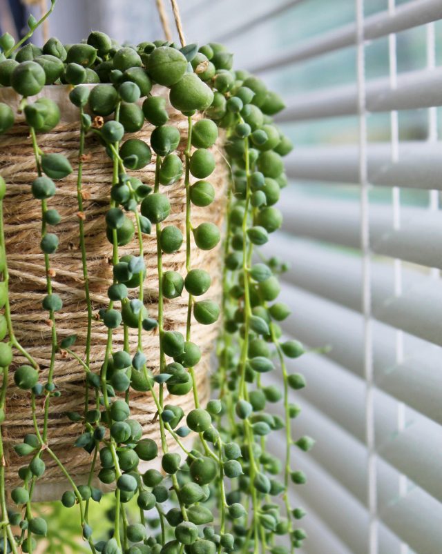 Благодаря хорошей адаптивности, крестовник Роули отлично растет как на ярком освещении, так и в легкой полутени Благодаря хорошей адаптивности, крестовник Роули отлично растет как на ярком освещении, так и в легкой полутени