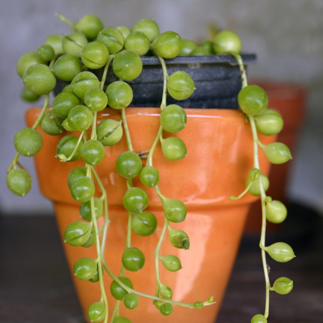 Крестовник Роули «переселяют» в новые емкости, только когда освоены предыдущие кашпо или есть проблемы с почвой Крестовник Роули «переселяют» в новые емкости, только когда освоены предыдущие кашпо или есть проблемы с почвой