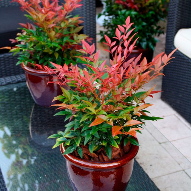 Нандина домашняя (Nandina domestica) Нандина домашняя (Nandina domestica)