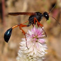 Роющая оса (Sphecidae) Роющая оса (Sphecidae)