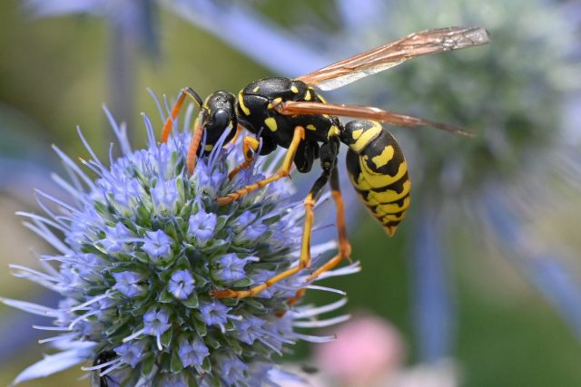Европейская бумажная оса (Polistes dominula) Европейская бумажная оса (Polistes dominula)