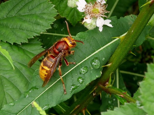 Шершень обыкновенный (Vespa crabro) Шершень обыкновенный (Vespa crabro)