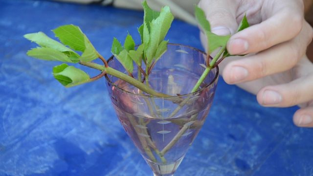 Укоренение в воде Укоренение в воде
