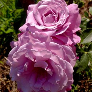 Лучший вариант цвета розы ‘Blue Parfum’