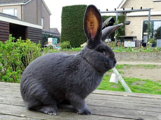 Кролик породы Ризен