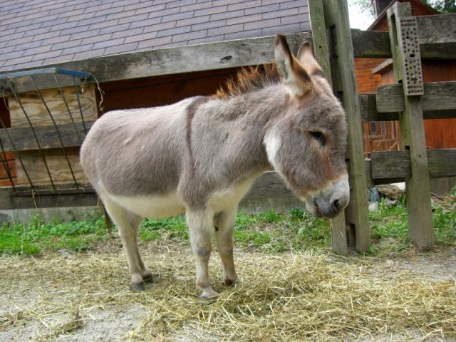 Карликовый ослик Карликовый ослик