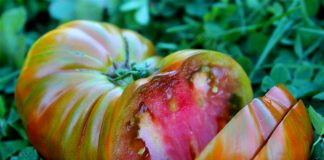 Сердцевидные томаты — особенности сортов и ухода за ними