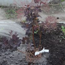 Полейте скумпию. Одной лейки воды будет достаточно для полива Полейте скумпию. Одной лейки воды будет достаточно для полива