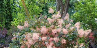 Скумпия кожевенная — особенности выращивания и использования в ландшафте - Цветник и ландшафт Скумпия кожевенная — особенности выращивания и использования в ландшафте