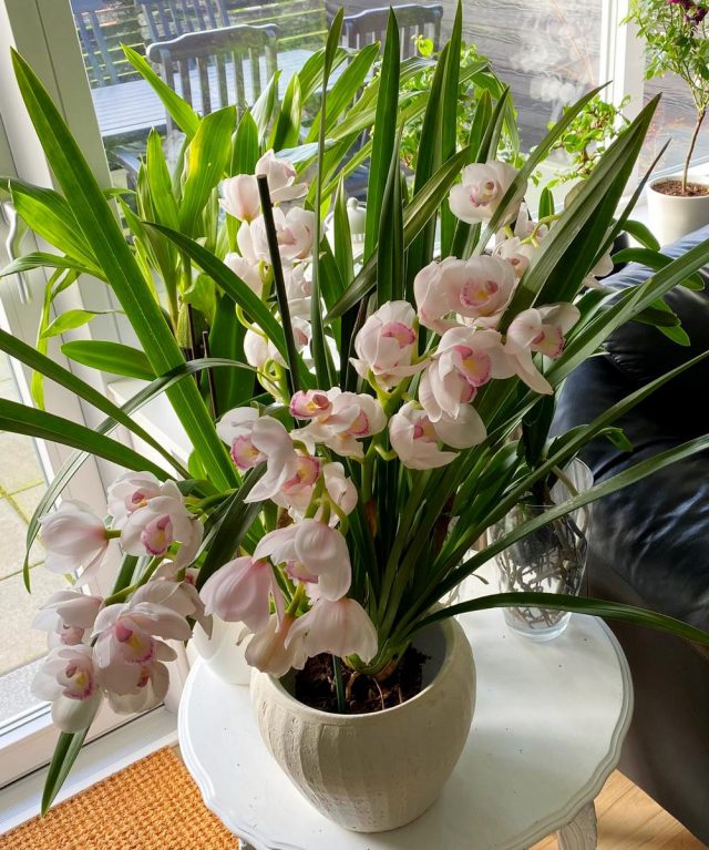 Цимбидиум (Cymbidium) Цимбидиум (Cymbidium)