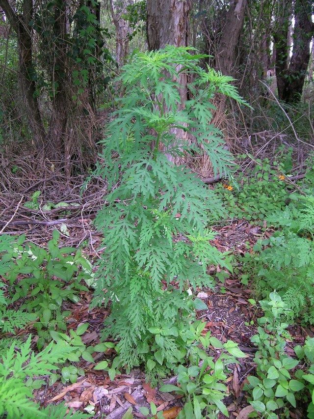 Амброзия полыннолистная (Ambrosia artemisiifolia) Амброзия полыннолистная (Ambrosia artemisiifolia)
