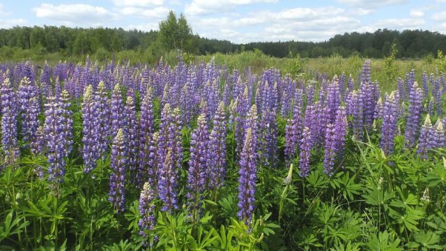 Люпин многолистный (Lupinus polyphyllus) Люпин многолистный (Lupinus polyphyllus)