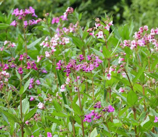 19 самых опасных инвазионных видов растений в России - Сад и огород 19 самых опасных инвазионных видов растений в России