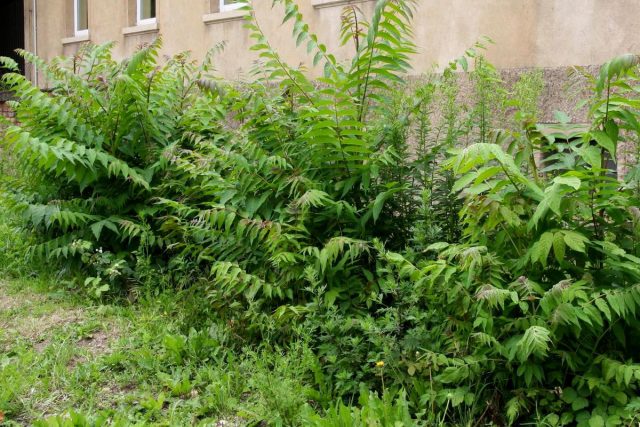 Айлант высочайший (Ailanthus altissima) Айлант высочайший (Ailanthus altissima)