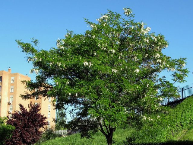 Белая акация, или Робиния лжеакациевая (Robinia pseudoacacia) Белая акация, или Робиния лжеакациевая (Robinia pseudoacacia)
