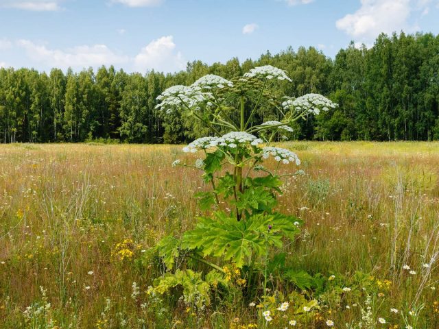 Борщевик Сосновского (Heracleum sosnowskyi) Борщевик Сосновского (Heracleum sosnowskyi)