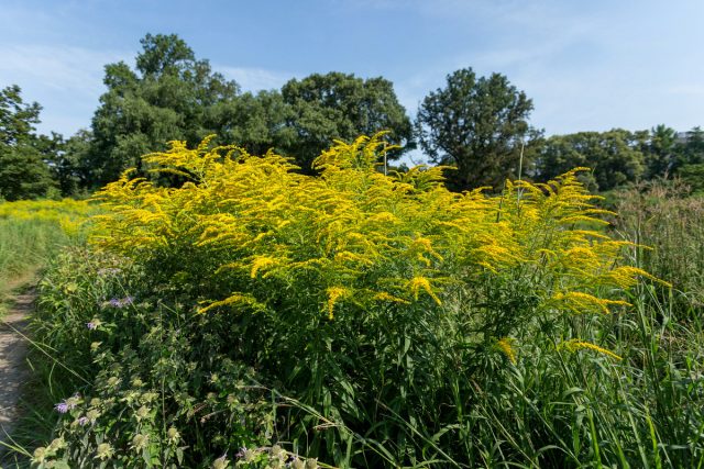 Золотарник канадский (Solidago canadensis) Золотарник канадский (Solidago canadensis)