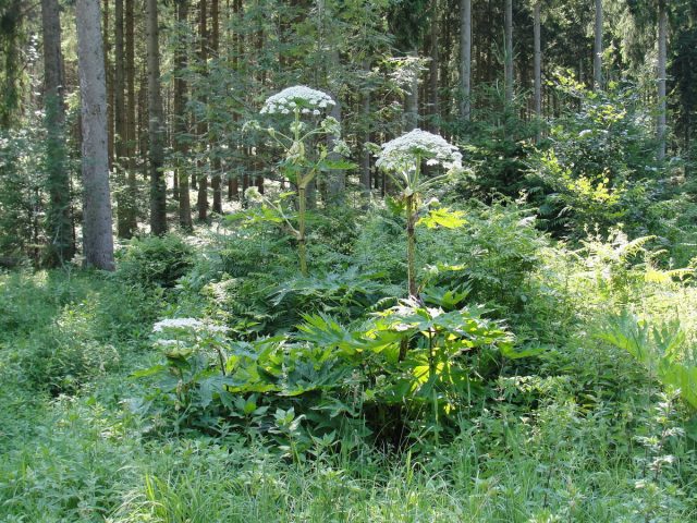 Борщевик Мантегацци (Heracleum mantegazzianum) Борщевик Мантегацци (Heracleum mantegazzianum)