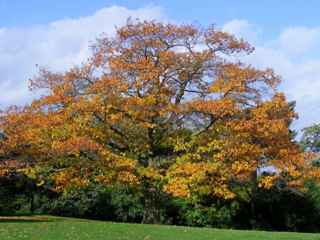 Красный дуб (Quercus rubra) Красный дуб (Quercus rubra)