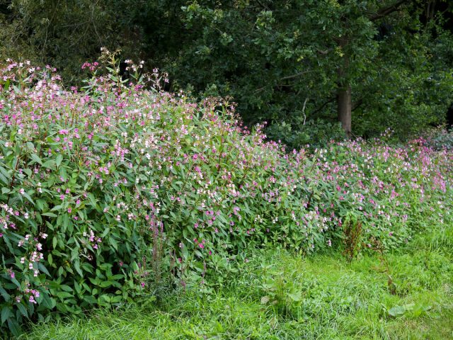 Недотрога железконосная (Impatiens glandulifera) Недотрога железконосная (Impatiens glandulifera)