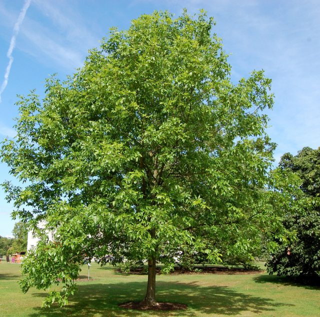 Ясень пенсильванский (Fraxinus pennsylvanica) Ясень пенсильванский (Fraxinus pennsylvanica)