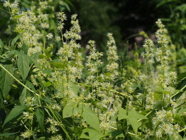 Эхиноцистис шиповатый, или Колючеплодник лопастной (Echinocystis lobata) Эхиноцистис шиповатый, или Колючеплодник лопастной (Echinocystis lobata)