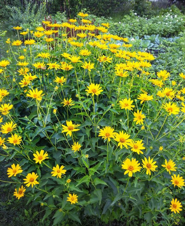 Подсолнечник клубненосный, или Топинамбур (Helianthus tuberosus) Подсолнечник клубненосный, или Топинамбур (Helianthus tuberosus)