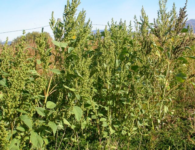 Циклахена дурнишниколистная (Cyclachaena xanthiifolia) Циклахена дурнишниколистная (Cyclachaena xanthiifolia)