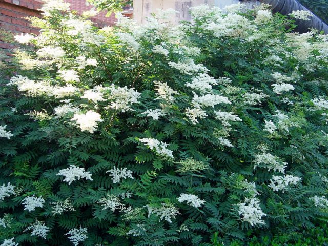Рябинник рябинолистный (Sorbaria sorbifolia) Рябинник рябинолистный (Sorbaria sorbifolia)
