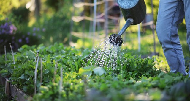 Правильный полив – залог здоровья растений
