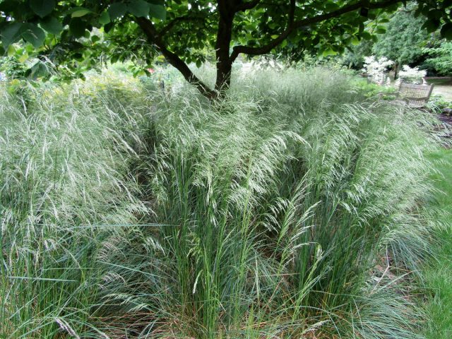 Щучка дернистая (Deschampsia cespitosa) Щучка дернистая (Deschampsia cespitosa)